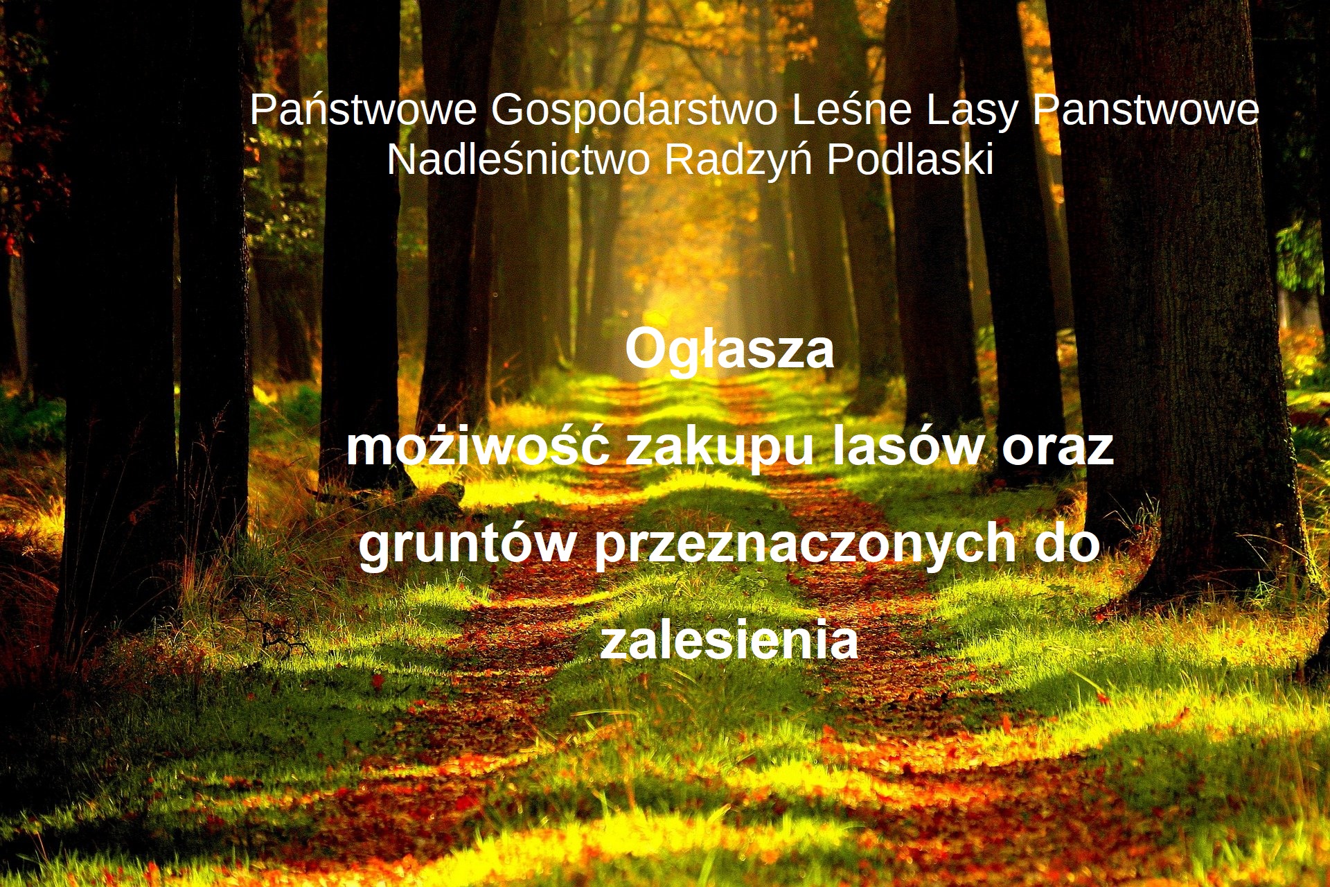 Grafika ogłoszenia