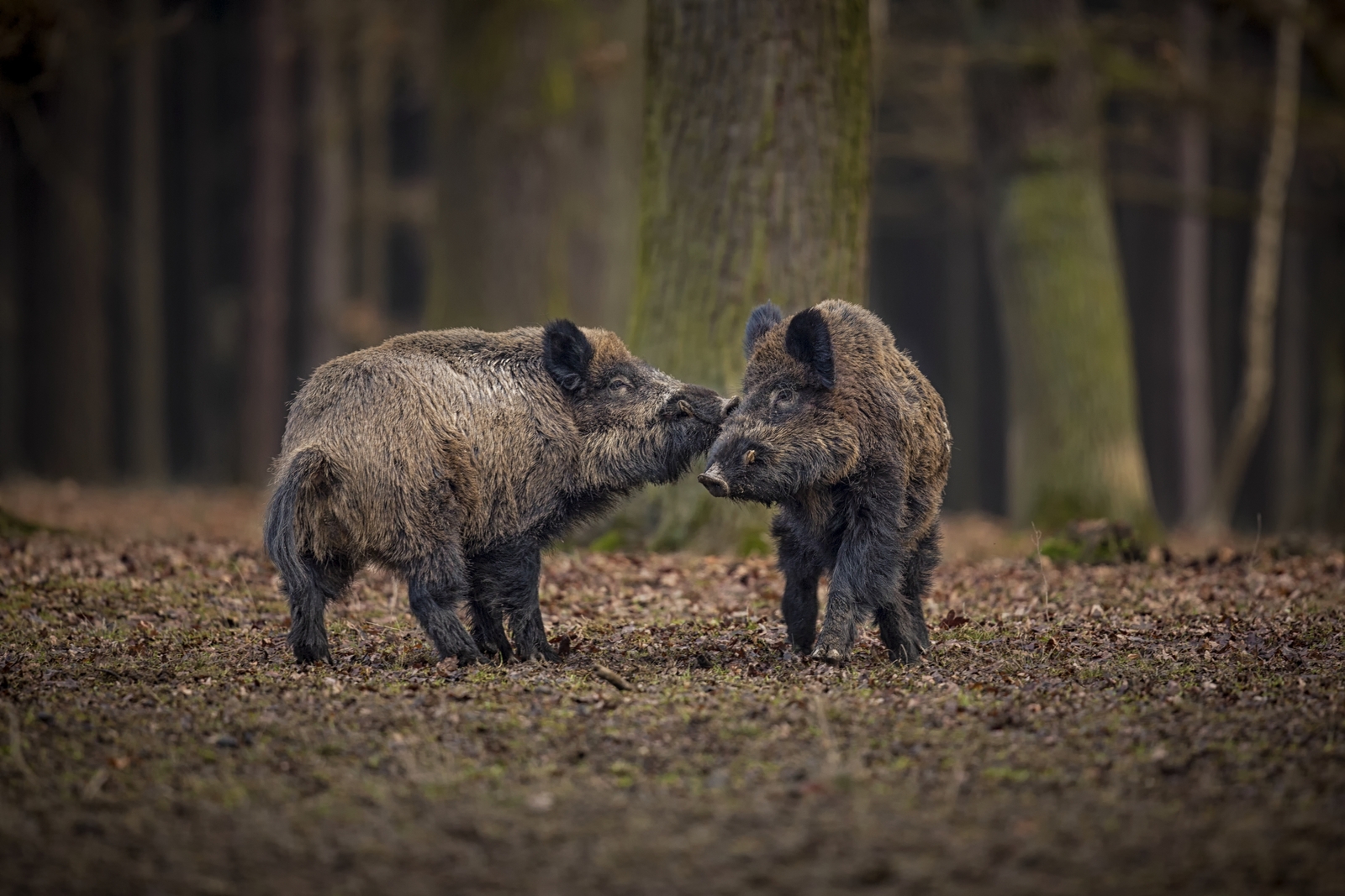 dzik w naturze siedlisko niebezpieczne zwierze w lesie czechy natura sus scrofa